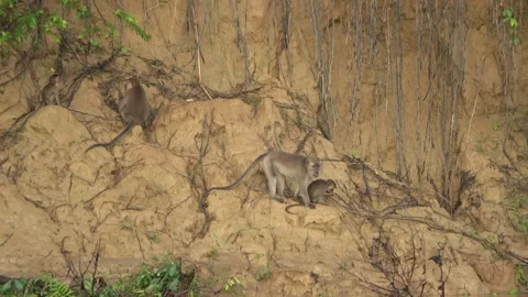 Long Tailed Macaques, Malaysia Stock Footage 311771216
