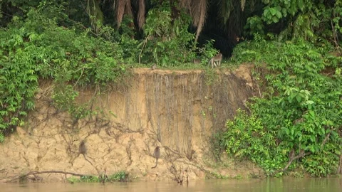 Long Tailed Macaques, Malaysia Stock Footage 311771274