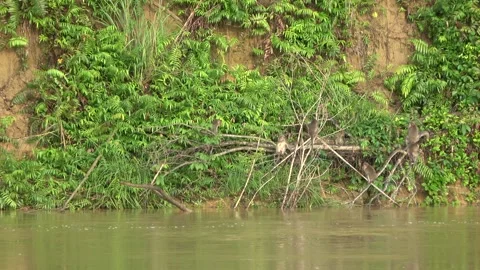 Long Tailed Macaques, Malaysia Stock Footage 311771302
