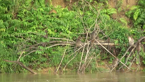 Long Tailed Macaques, Malaysia Stock Footage 311771304