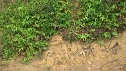 Long Tailed Macaques, Malaysia Stock Footage 311771337