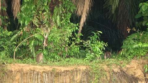 Long Tailed Macaques, Malaysia Stock Footage 311771340