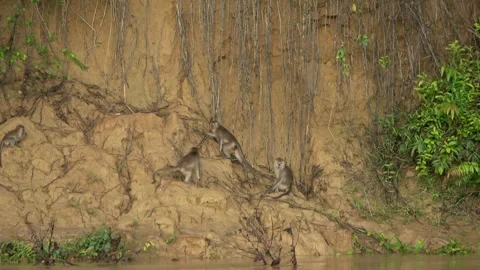 Long Tailed Macaques, Malaysia Stock Footage 311771394