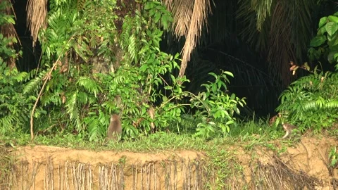 Long Tailed Macaques, Malaysia Stock Footage 311771396