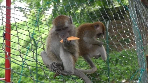 Long-tailed Macaques Monkey In Bukit Malawati Of Kuala Selangor Stock Footage 72521532