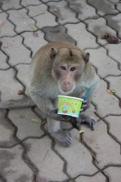 Long-tailed macaques in the park Stock Photos