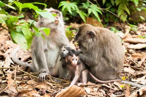 Long-tailed macaques Stock Photos