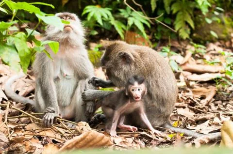 Long-tailed macaques Stock Photos