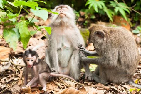 Long-tailed macaques 스톡 사진