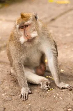 Long-tailed macaques 스톡 사진