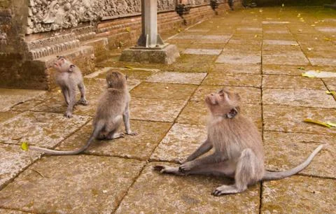Long-tailed macaques 스톡 사진