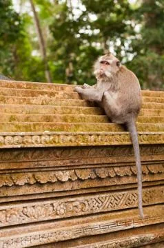 Long-tailed macaques 스톡 사진