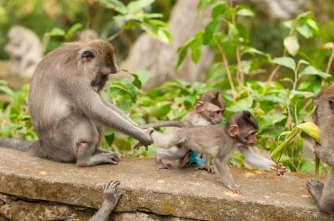 Long-tailed macaques Stock Photos