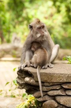 Long-tailed macaques Stock Photos