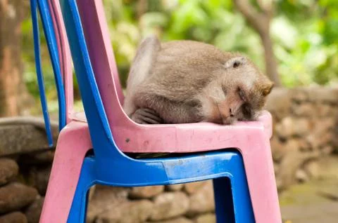 Long-tailed macaques Stock Photos