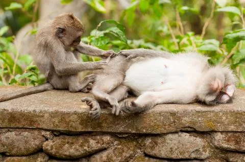 Long-tailed macaques Stock Photos