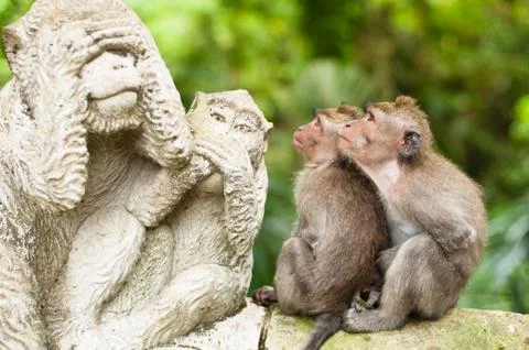 Long-tailed macaques 스톡 사진