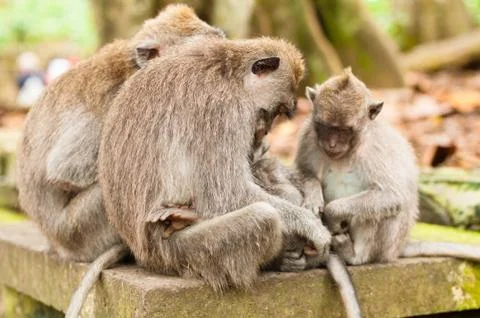 Long-tailed macaques 스톡 사진