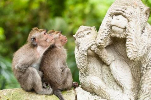 Long-tailed macaques Stock Photos