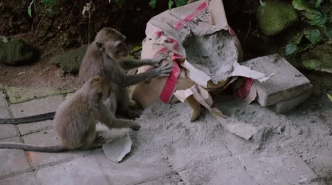 Long-tailed macaques playing with cement Video stock 56231989