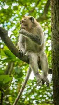 Long-tailed macaques sitting on an Tree, Macaca fascicularis, in Sacred Monkey Stock Photos