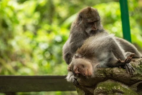 A long-tailed macaques in the Ubud Monkey Forest. Stock-Fotos