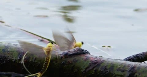 Long-tailed mayflies fly over tree branch on surface of river Tisza in Serbia Video stock 268990242