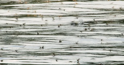 Long-tailed mayflies flying over Tisza river Stock-Footage 254344755