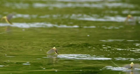 Long-tailed mayflies flying over surface of Tisza river with their tail in water Stock Footage 268989456