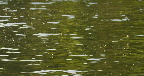 Long-tailed mayflies lay eggs on surface of Tisza river in Serbia Stock-Footage 263057919