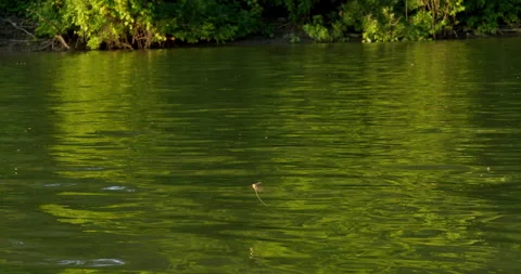 Long-tailed mayflies lay eggs on surface of Tisza river in Serbia in mid June Stock Footage 263068651