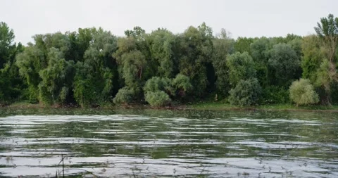 Long-tailed mayflies mating on surface of river Tisza in Serbia Stock Footage 268988578