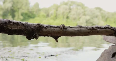 Long-tailed mayflies resting on a broken tree branch on a shore of river Tisza Stock Footage 268988637