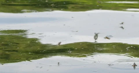 Long-tailed mayflies on a surface of river Tisza in Serbia Stock Footage 268988397