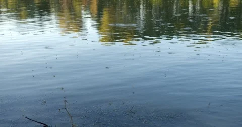 Long-tailed mayflies on surface of Tisza river in Serbia during annual swarm Stock Footage 266158205