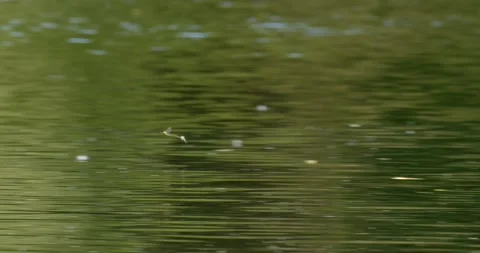 Long-tailed mayfly flying over surface of river Tisza during annual swarm Stock Footage 268988691