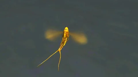 Long-tailed mayfly Stock Footage 288176497