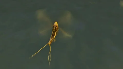 Long tailed mayfly Stock Footage 307311224