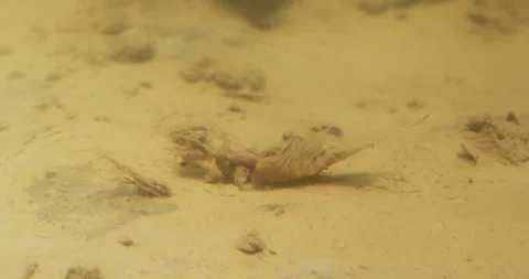 Long-tailed mayfly nymph at the bottom of river Tisza in Serbia Stock Footage 269499850