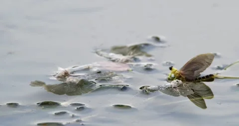 A long-tailed mayfly resting on leaf on river Tisza next to its exoskeleton Stock Footage 268988860