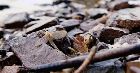 Long-tailed mayfly resting on a rocks on riverbank of Tisza in Serbia Stock Footage 268989165