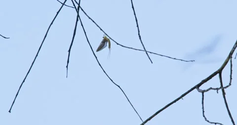 Long-tailed mayfly standing on a bare branch Stock-Footage 254340586