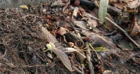 Long-tailed mayfly standing on the ground in dry leaves and branches Stock Footage 254346054