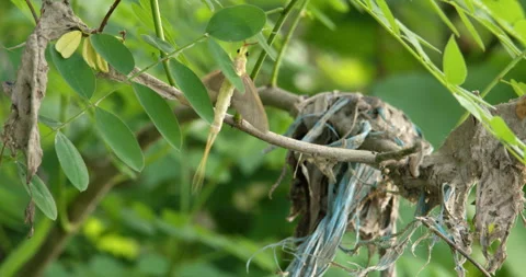 Long-tailed mayfly standing next to its empty cocoon Stock Footage 254328624