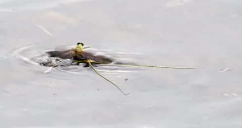 Long-tailed mayfly on the surface of the River Tisza with its molted exoskeleton Stock Footage 268988337