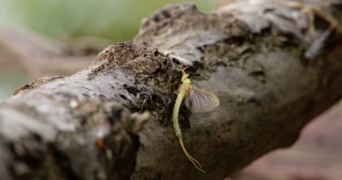 The long-tailed mayfly on a tree branch on riverbank of Tisza in Serbia Stock Footage 268988815