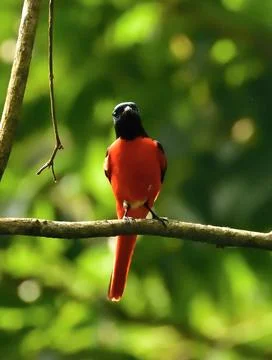 Long-tailed minivet (Pericrocotus ethologus) is a species of bird Stock Photos
