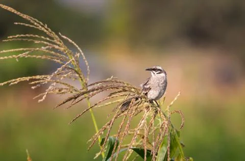 Long tailed mockingbird Stock Photos