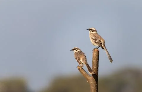 Long tailed Mockingbird Foto stock