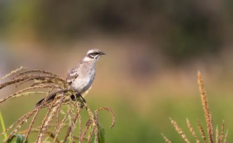 Long tailed mockingbird Stock Photos